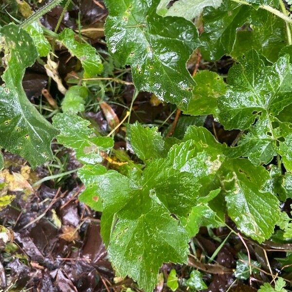 Heracleum sphondylium ഇല