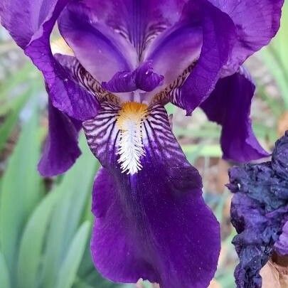 Iris × germanica Flor