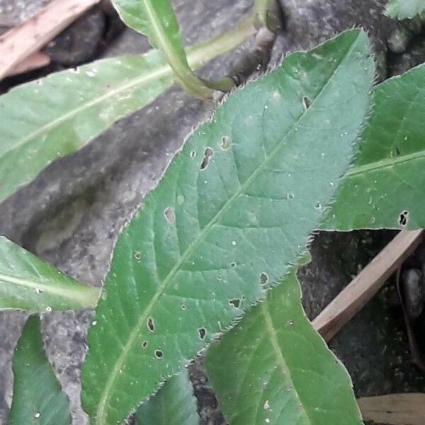 Pseudelephantopus spicatus Blatt