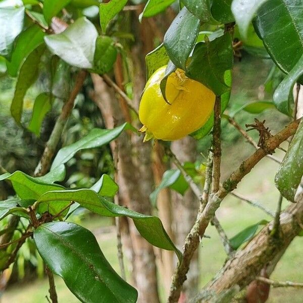 Eugenia selloi Fruit