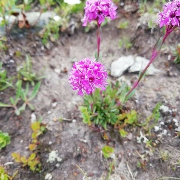 Silene suecica Flor