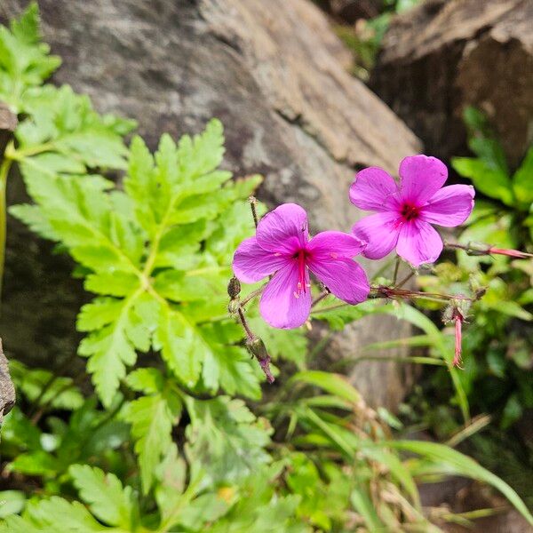 Geranium palmatum Облик