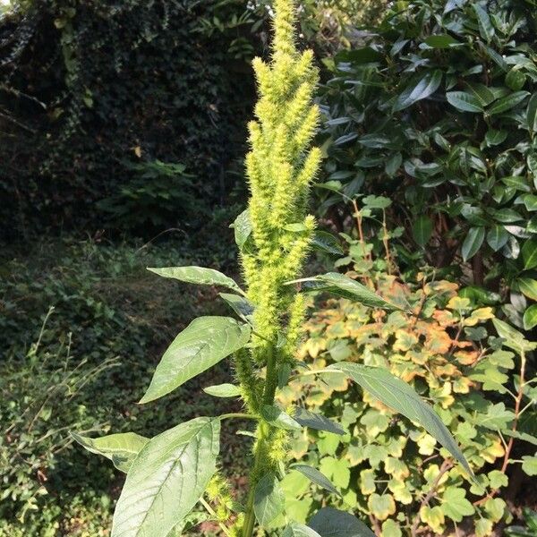 Amaranthus retroflexus ফুল