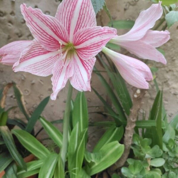 Hippeastrum reticulatum Çiçek