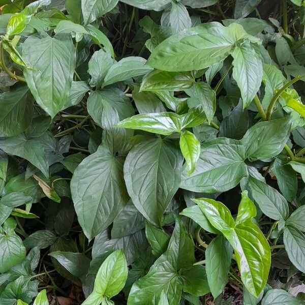 Syngonium podophyllum Hostoa