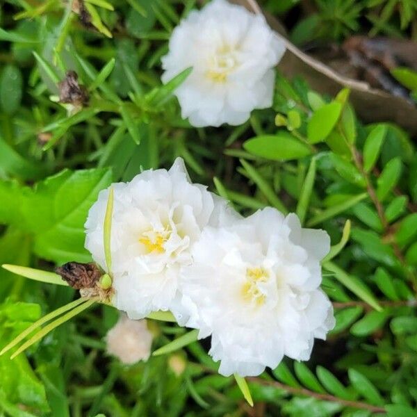 Portulaca pilosa Blomst