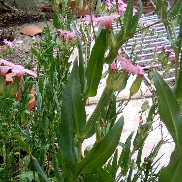 Gypsophila vaccaria Liść