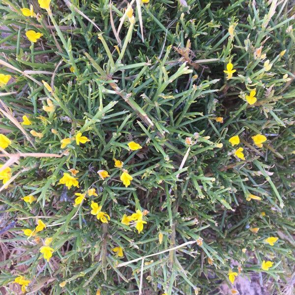 Genista acanthoclada Blomst