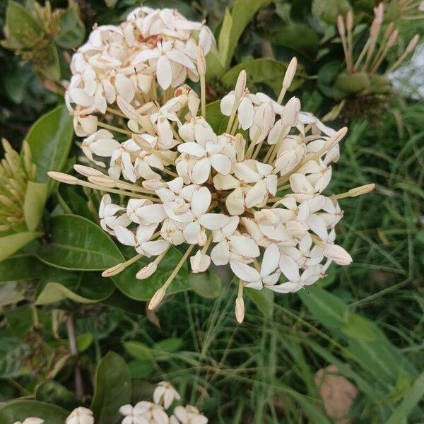 Ixora finlaysoniana 花