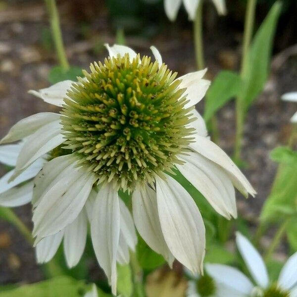 Echinacea pallida Flower