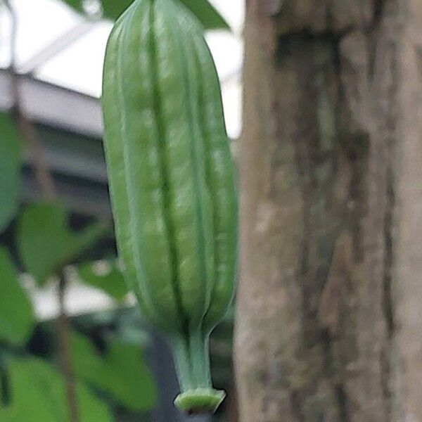 Aristolochia littoralis Ffrwyth