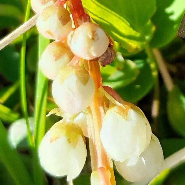 Pyrola minor Flower