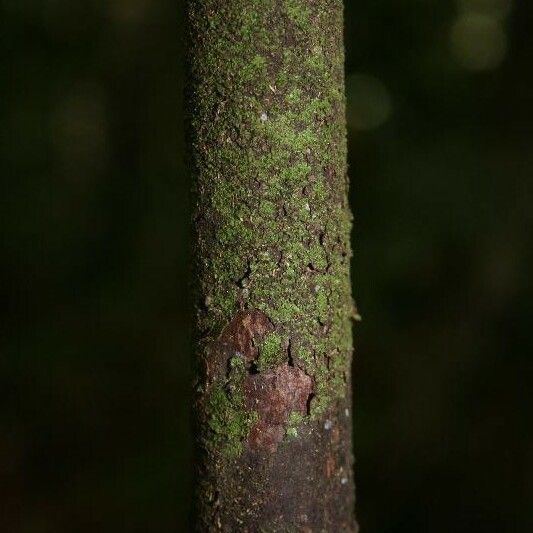 Licaria chrysophylla Bark