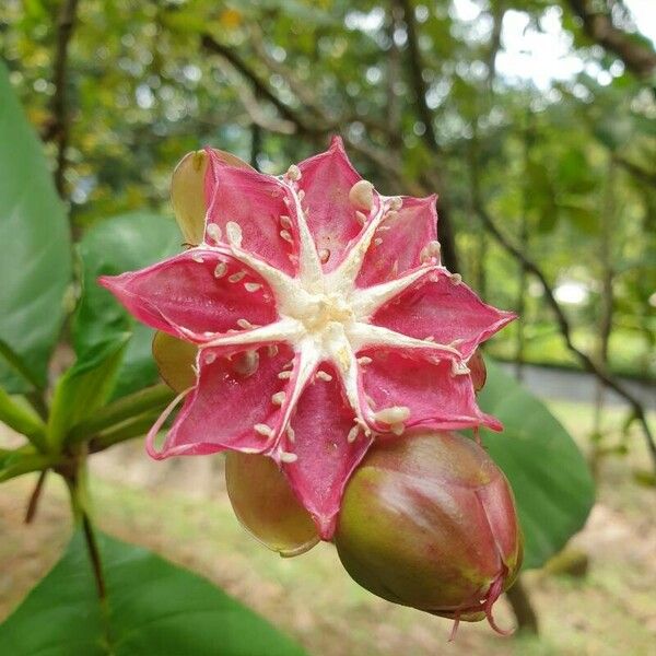 Dillenia suffruticosa Blomst