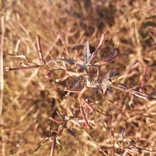 Ludwigia alternifolia Хабит