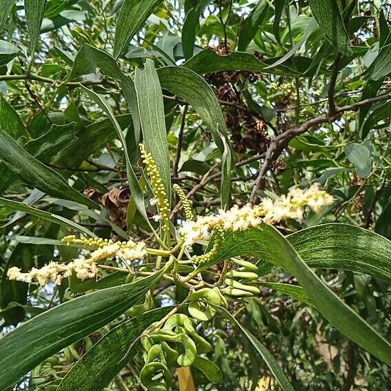 Acacia auriculiformis Кветка