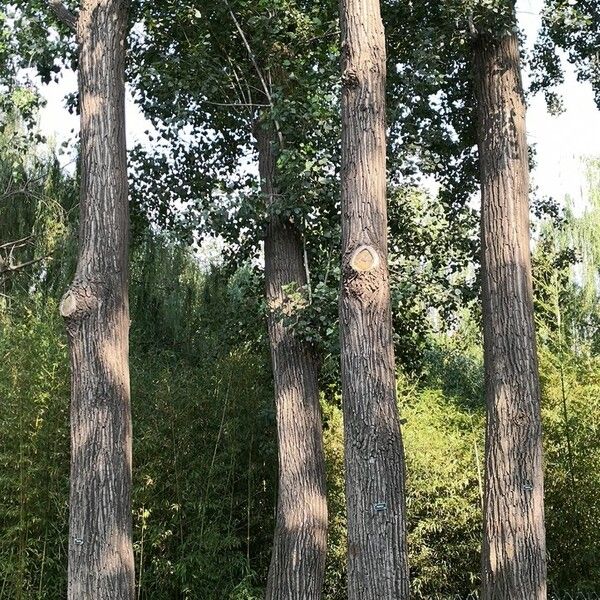 Populus simonii Habit