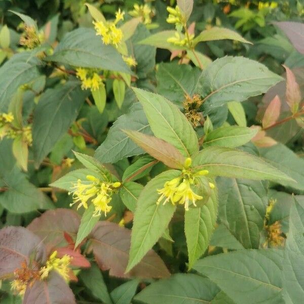 Diervilla sessilifolia Blad