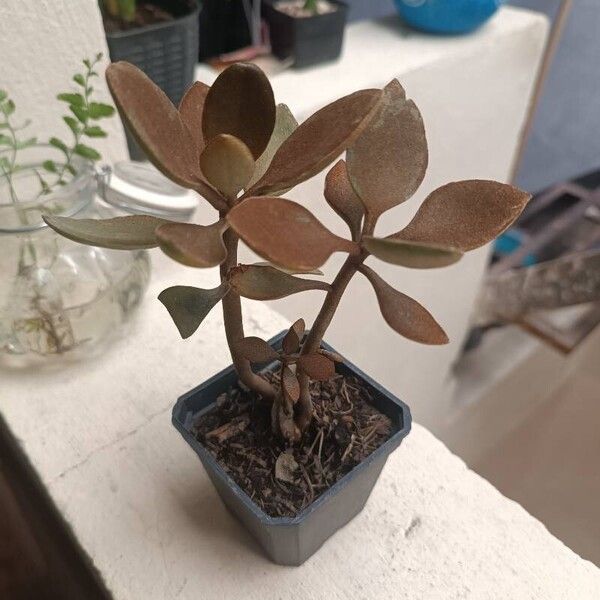 Kalanchoe orgyalis Лист