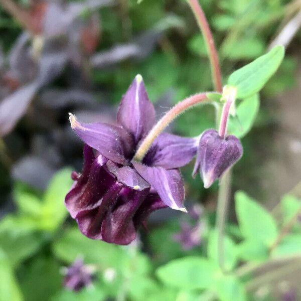 Aquilegia atrata Кветка