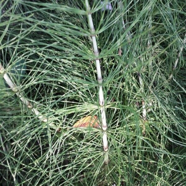 Equisetum telmateia Ліст