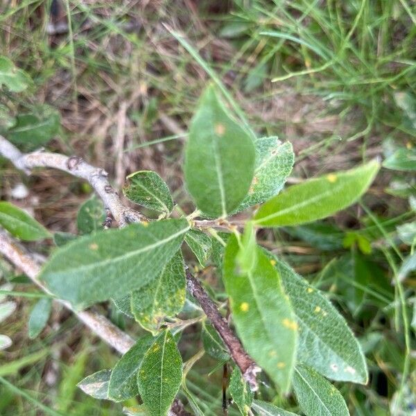 Salix glauca Fulla