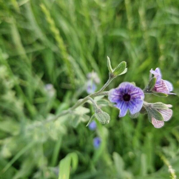 Cynoglossum creticum 花