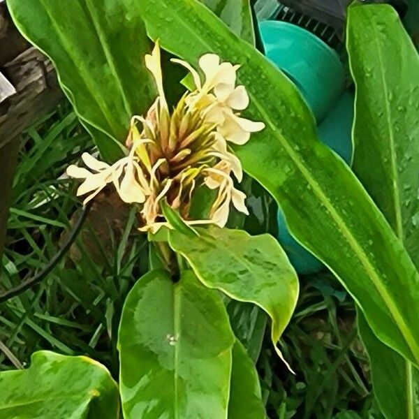 Hedychium flavescens Fleur