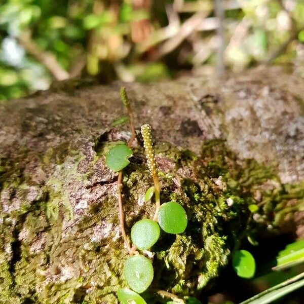 Peperomia tenuicaulis Cvet