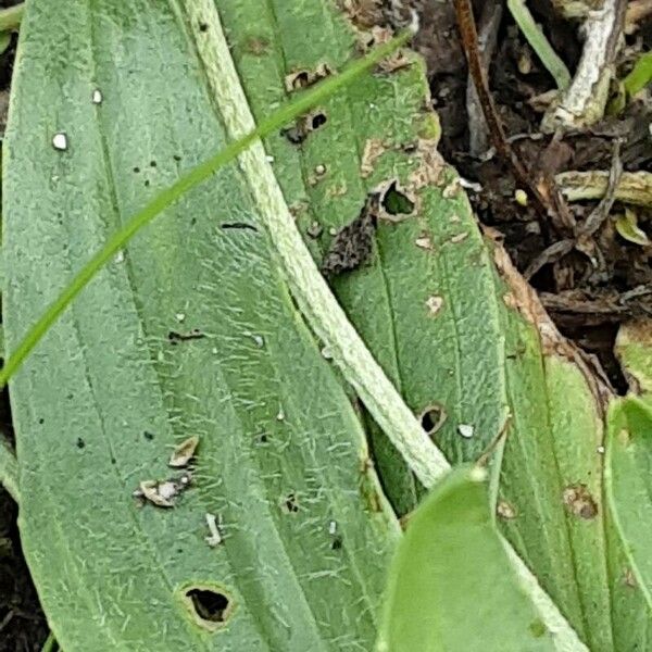 Plantago argentea برگ