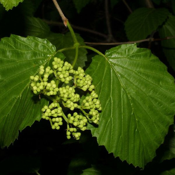 Viburnum recognitum Blomst