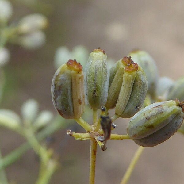 Bupleurum rigidum Fruit