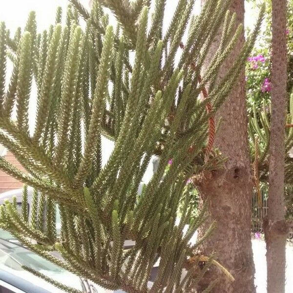 Araucaria heterophylla Leaf