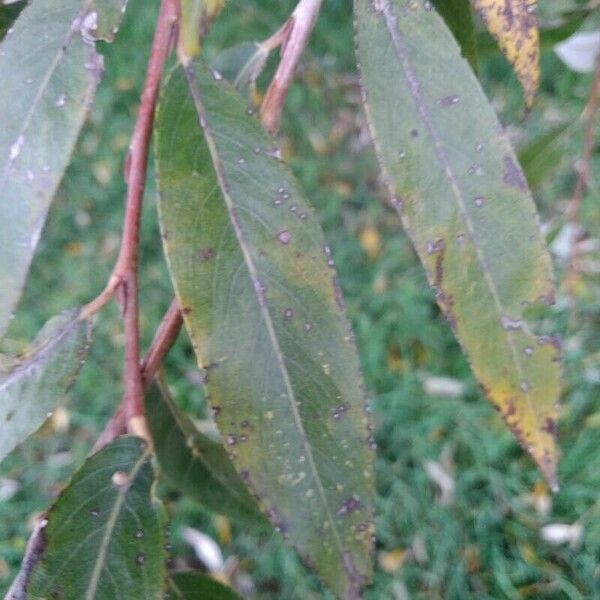 Salix euxina برگ