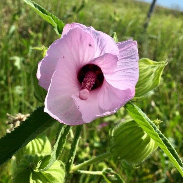 Hibiscus striatus Flower