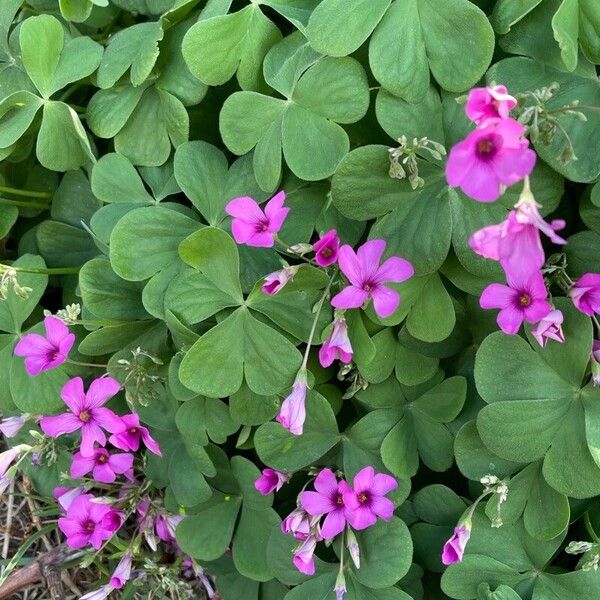 Oxalis articulata Floare