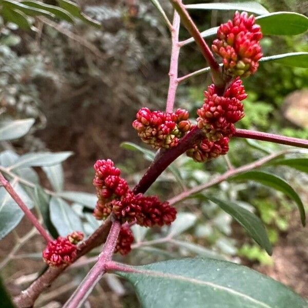 Pistacia lentiscus Lorea