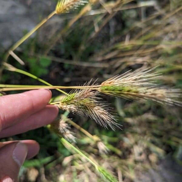 Hordeum marinum Kukka