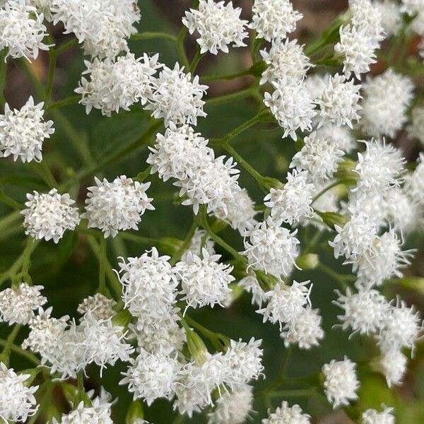 Ageratina altissima फूल