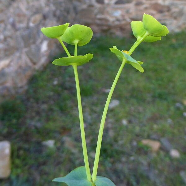 Euphorbia segetalis Кора