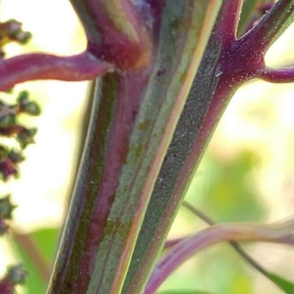 Chenopodium quinoa Φλοιός