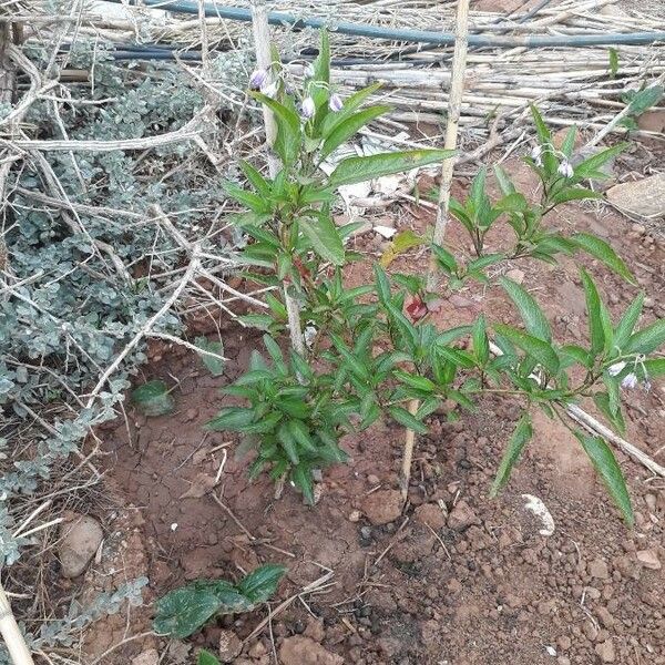 Solanum muricatum Habitus