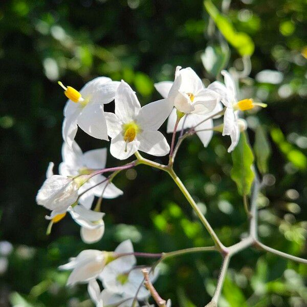 Solanum laxum Цвят