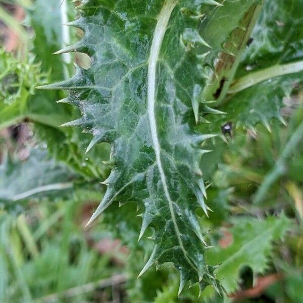 Sonchus asper পাতা