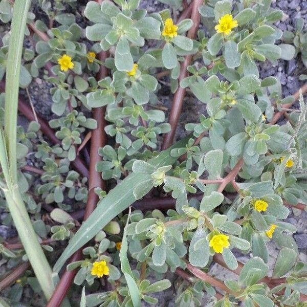 Portulaca oleracea Blomma