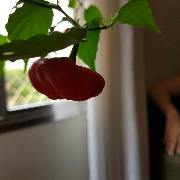 Capsicum baccatum ഫലം