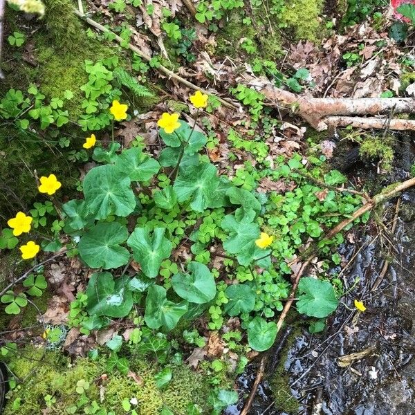 Ranunculus thora Flower