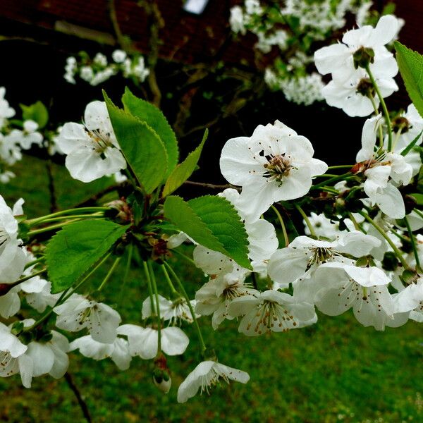 Prunus avium Blüte