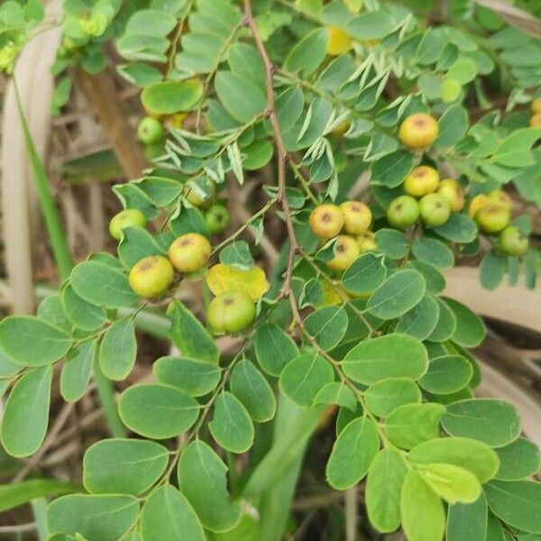 Breynia retusa Fruit