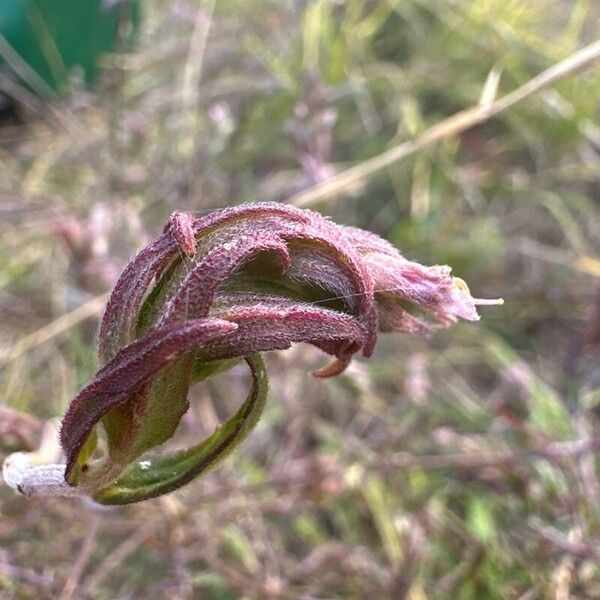 Odontites vernus Flower